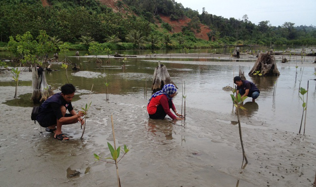 Kurangi Risiko Bencana, Relawan PMI Tanam&nbsp;Mangrove
